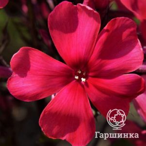 

Флокс Старфайр метельчатый