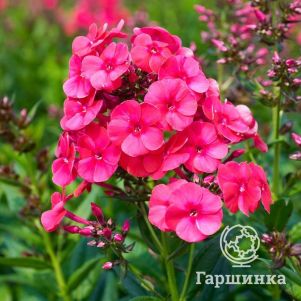 Флокс метельчатый Гренадим Дрим