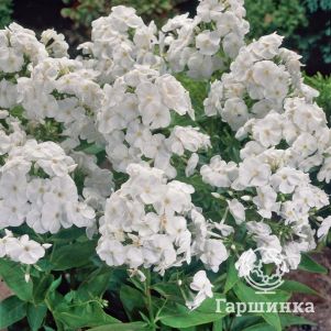 

Флокс Рембрандт метельчатый