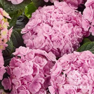 

Гортензия Флорентина крупнолистная