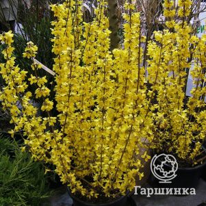 Форзиция промежуточная Голдрауш