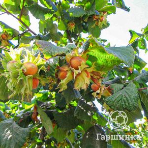 

Фундук Тонда ди Джифони