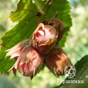 

Фундук Тонда Романа