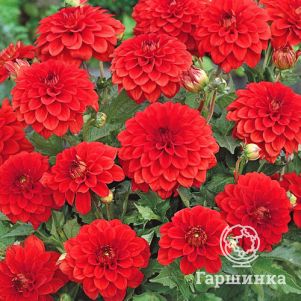 

Георгина Геллери Валентин бордюрная