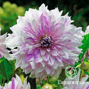 

Георгина Момс Спешл (МАКСИ) декоративная