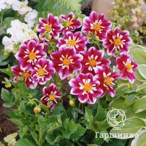 

Георгина Импрешн Фабула воротничковая