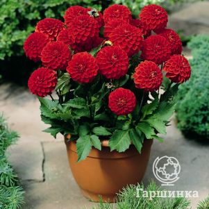 

Георгина Хитвейв бордюрная