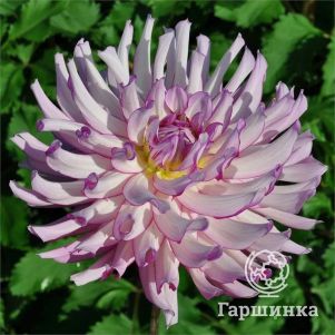 

Георгина Лейла Саванна Роуз декоративная