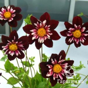 

Георгина Найт Батерфляй воротничковая