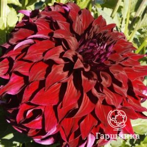 

Георгина Спартакус декоративная