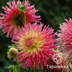 

Георгина Стар Элит кактусовидная