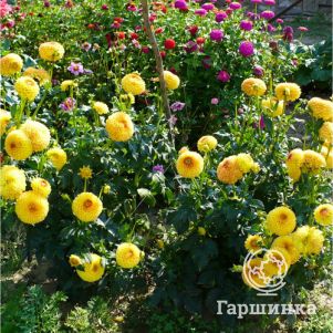 Георгина Санни Бой шаровидная