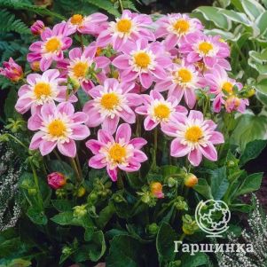 

Георгина Тесбрук Одри воротничковая