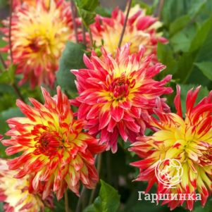 

Георгина Вурвогел кактусовая