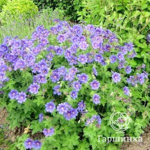 Герань гималайская Бэби Блю