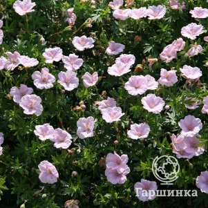 

Герань кроваво-красная Апфельблют