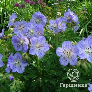 

Герань Миссис Кендл Кларк