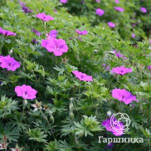 

Герань кроваво-красная Тайни Монстер