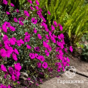 

Герань садовая Гюссепии