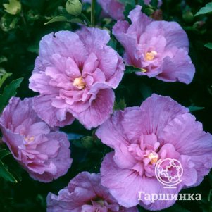

Гибискус Лавендер Шифон