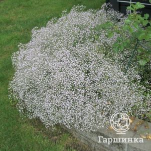 

Гипсофила Фейри Перфект