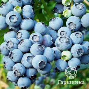 Голубика Блюкроп