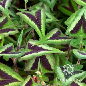 

Горец мелкоголовый Перпл Фэнтэзи