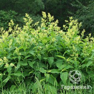 

Горец Вейриха