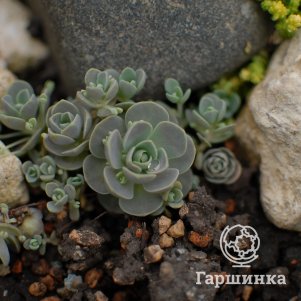 

Горноколосник мягколистный