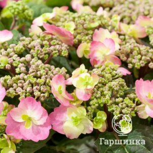 Гортензия Кэнди крупнолистная