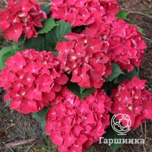 

Гортензия Роял Ред крупнолистная (макрофила)