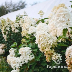 

Гортензия Мартинваст метельчатая