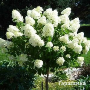 

Гортензия на штамбе Пинки Промис