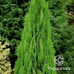 Кипарисовик Лавсона Грин Пиллар