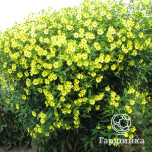 

Подсолнечник Лемон Квин