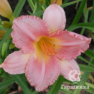 

Лилейник Чикаго Петтикоутс