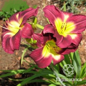 

Лилейник Чикаго Роял Руб