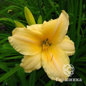 

Лилейник Леди Синтия