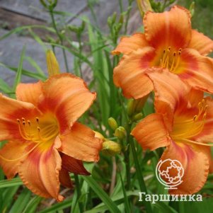 Лилейник Либия Оранж Краш