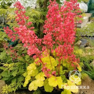 

Гейхера Принцесса Аврора