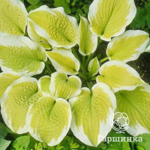 

Хоста Дельта Даун (M)