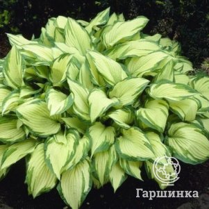 

Хоста Альбопикта (M)