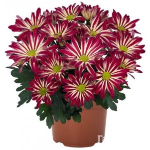 

Хризантема Рейнбоу Диззи горшечная