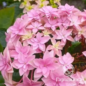 

Гортензия Флориа крупнолистная