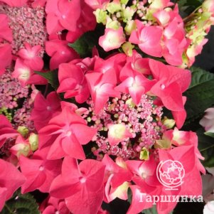Гортензия Фрисби Хот Пинк крупнолистная