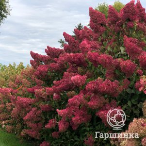 

Гортензия Самарская Лидия/Фрамбозини (Малина) метельчатая