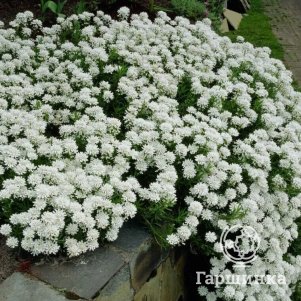 

Иберис вечнозеленый Сноу Флоррис