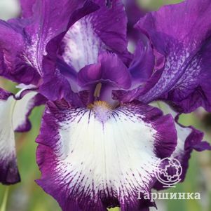 

Ирис бородатый Кози Калико