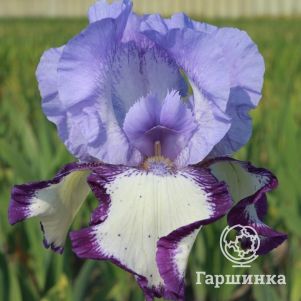 

Ирис бородатый Он Эдж