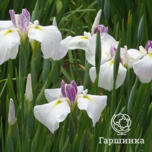 

Ирис мечевидный Квин Тиара